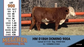 Lot #900 - HM 0186H DOMINO 900A