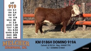 Lot #919 - KM 0186H DOMINO 919A