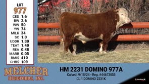 Lot #977 - HM 2231 DOMINO 977A
