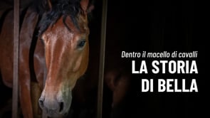 La storia di Bella: dalla nostra inchiesta in un macello di cavalli