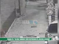 Pagano (FI): "Su orsa ’bambina’ serve responsabilità, cuccioli a rischio"