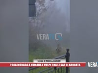 Foca monaca a Numana e volpe tra le Sae di Arquata
