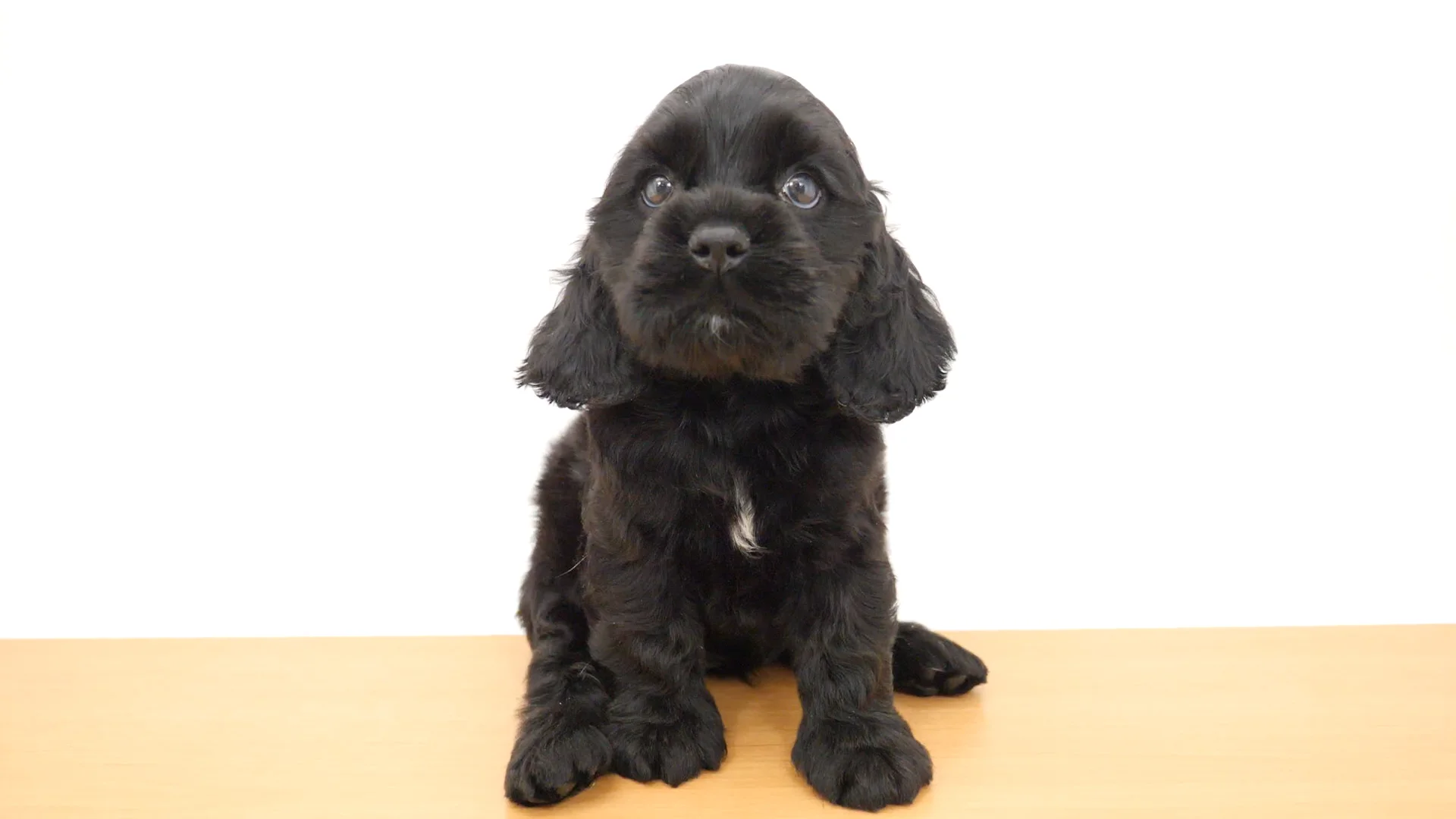 アメリカン・コッカー・スパニエル ブラック 女の子 アリオ西新井店