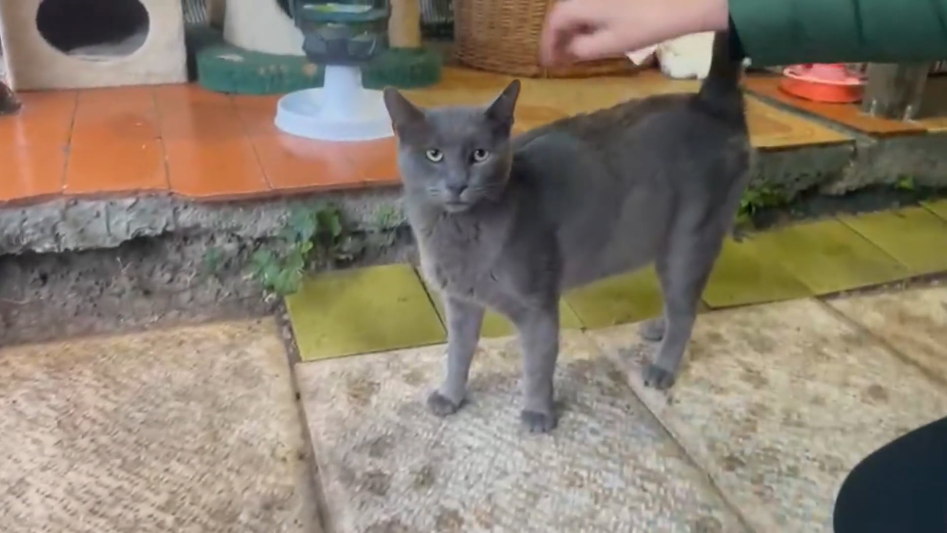 Anche a Natale il lavoro dei volontari dell’Oasi felina della Certosa