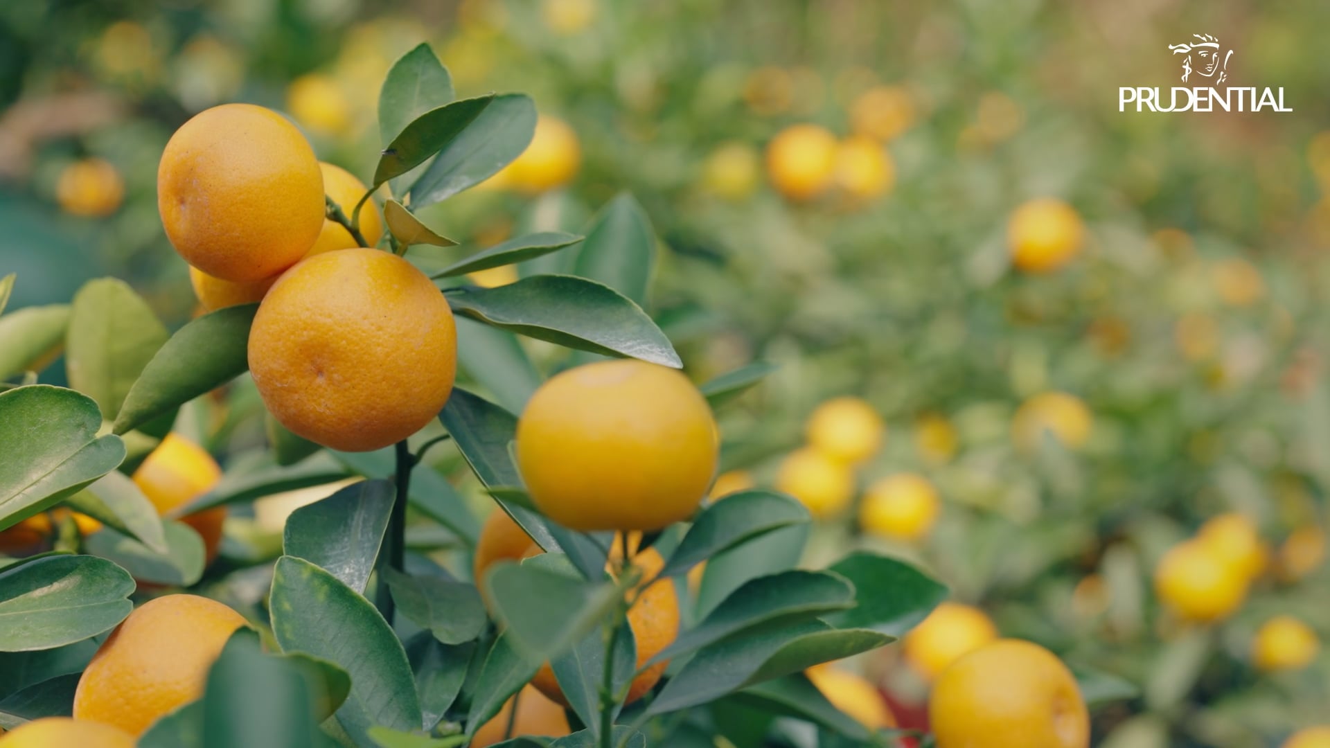 [Directing] Prudential - Khi cần mình có nhau campaign_2