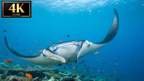 Underwater Short Film - Ray Ballet 4K