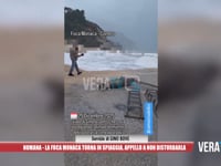 Numana - La foca monaca torna in spiaggia: appello a non disturbarla