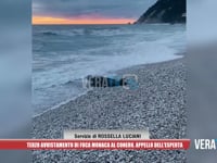 Numana - Terzo avvistamento della foca monaca al Conero, l’appello dell’esperta