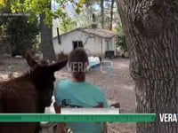 Famiglia nel bosco, casolare in comodato d’uso fino a febbraio