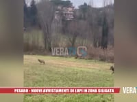Pesaro - Nuovi avvistamenti di lupi in zona Siligata