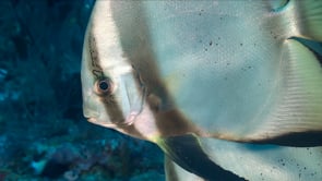 1562_Batfish face close up in front of camera