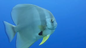 1563_Batfish passing close in front of camera in the blue