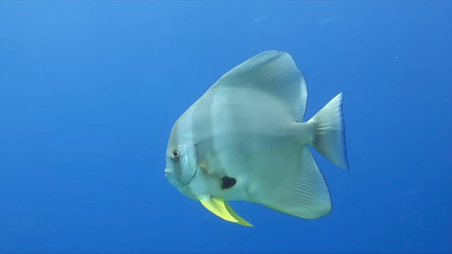1564_Batfish passing close in front of the camera