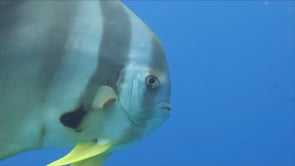 1565_Batfish super close up in blue ocean