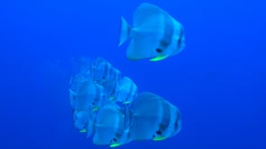 1563_Batfish shoal passing close in blue