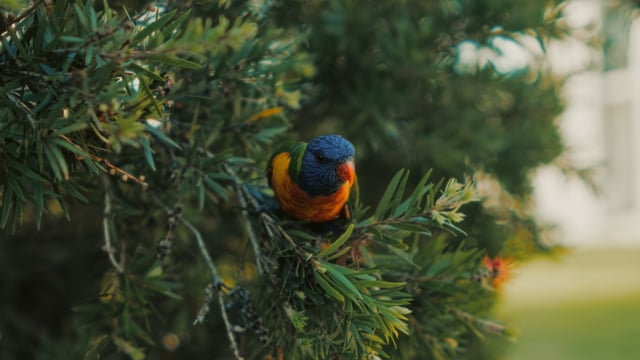 Lorikeets at Sunset