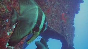 1595_Batfish on ship wreck