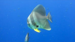 1567_Batfish swimming in blue ocean