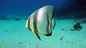 2343_Batfish close up on coral reef