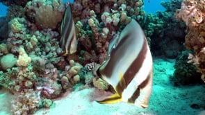 2337_Two Batfish super close up on coral reef