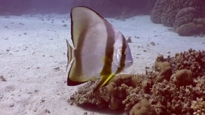 2342_Batfish swimming over coral reef