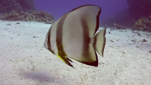 2341_Batfish swimming over ocean floor