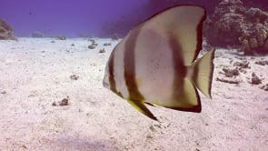 2340_Batfish close up on sand