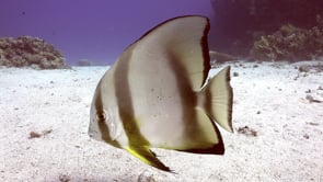 2339_Batfish swimming super close in front of camera