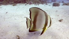 2338_Batfish close up swimming over sand