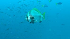 1479_Batfish passing close in the blue