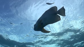 1478_Shoal of batfish passing close