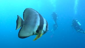1475_Batfish and divers