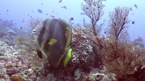 1477_Batfish close up on coral reef