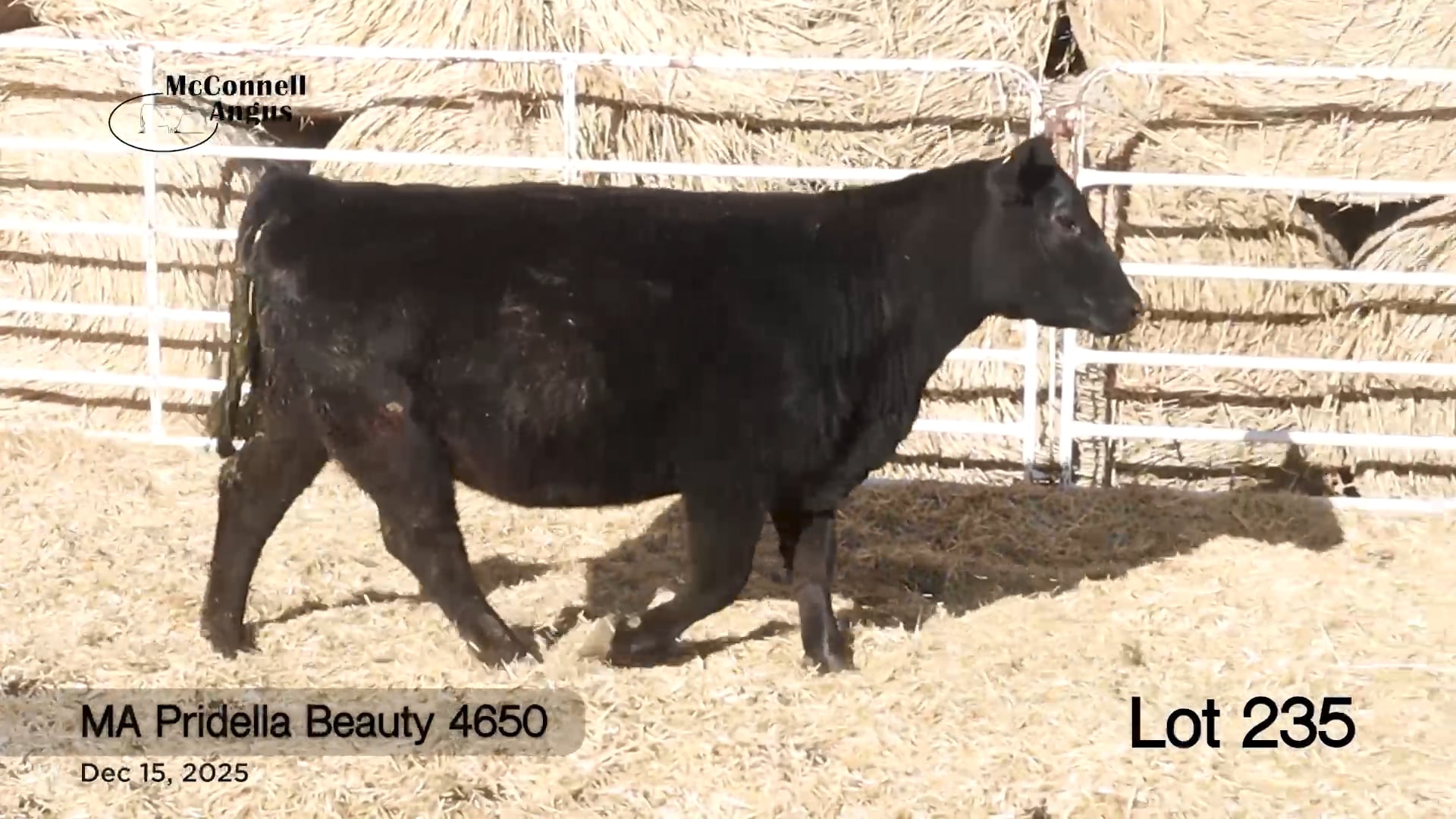 Lot 235 MA Pridella Beauty 4650