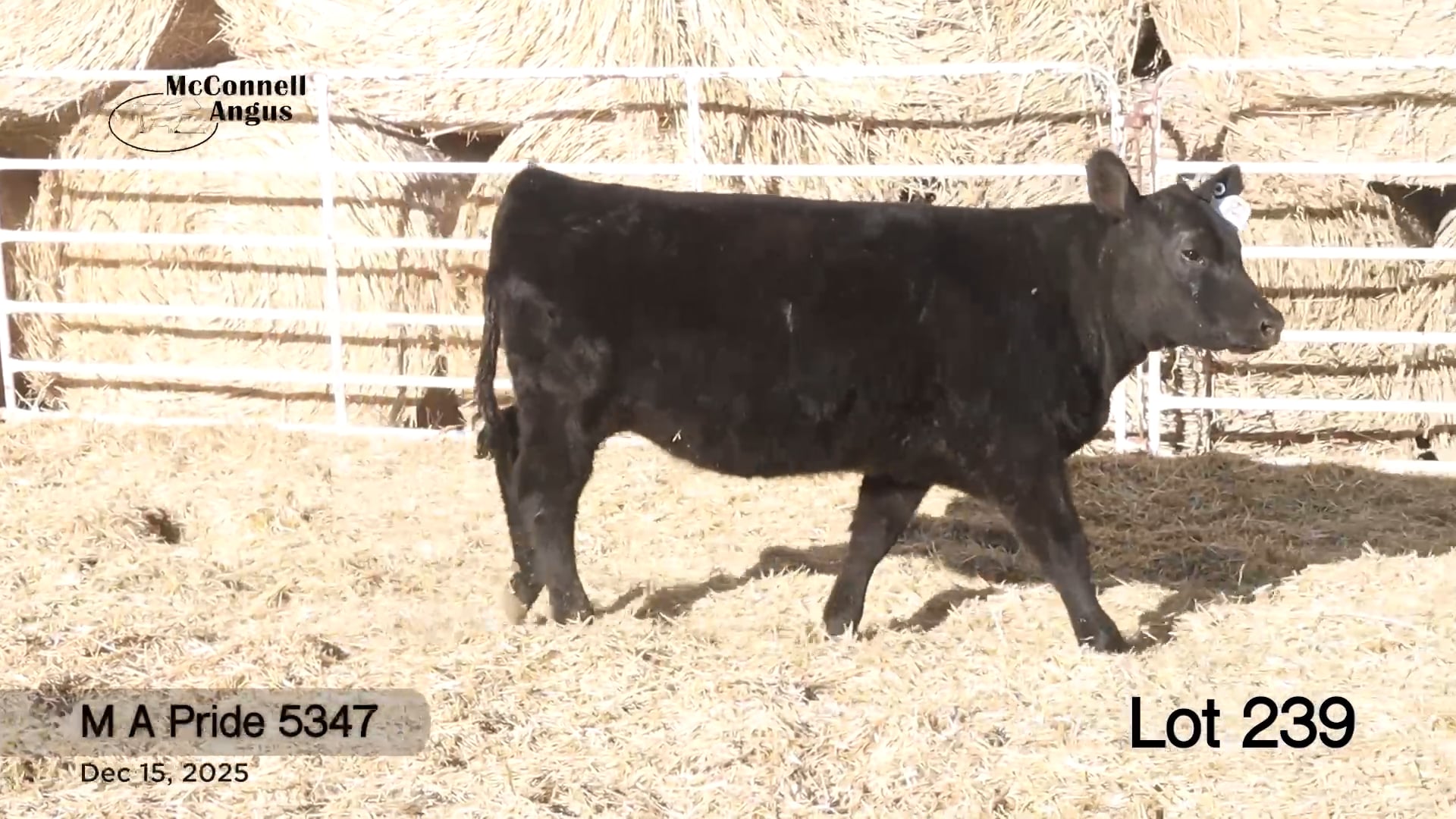 Lot 239 M A Pride 5347