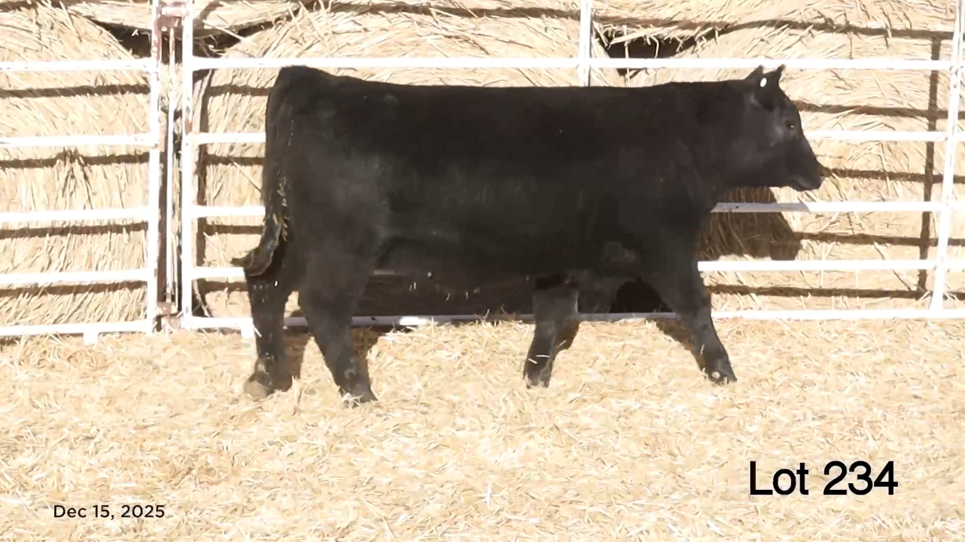 Lot 234 MA Pride 5368
