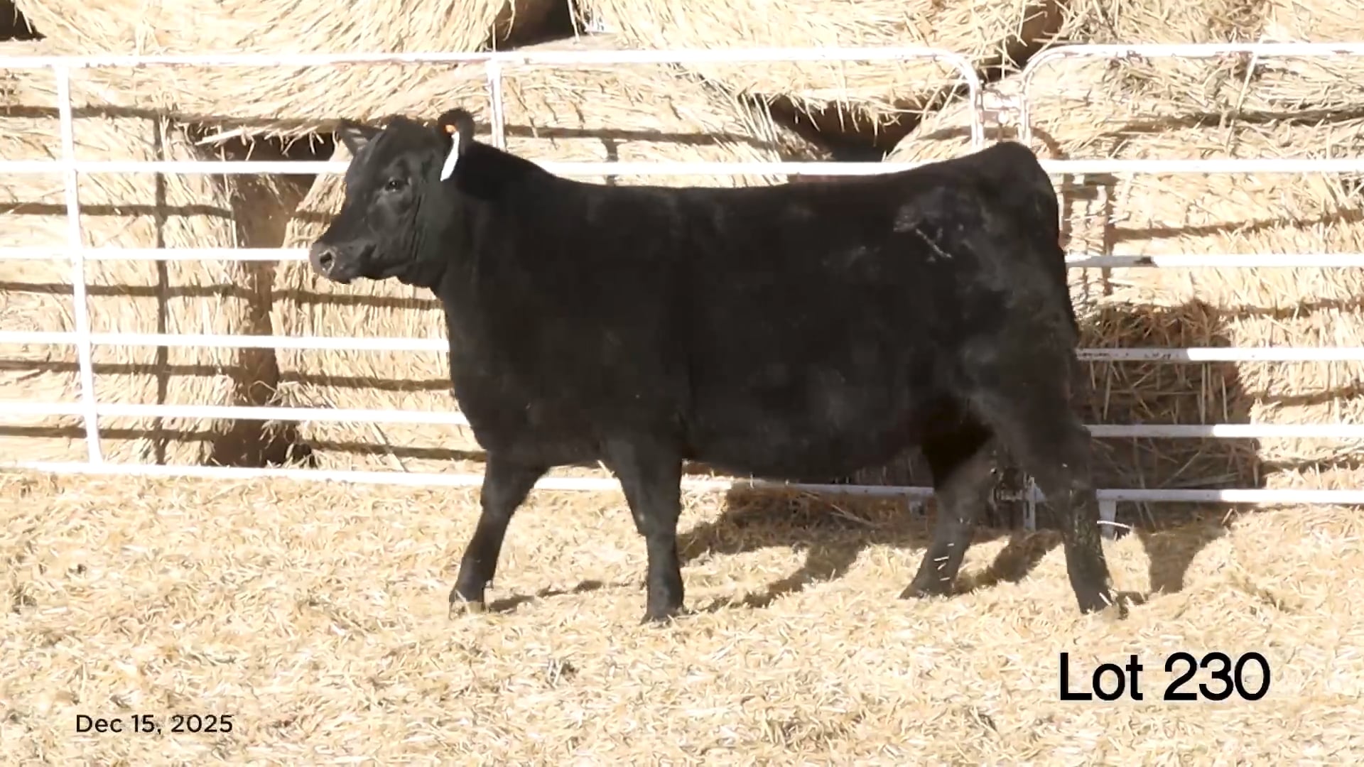 Lot 230 MA Blackbird 5546