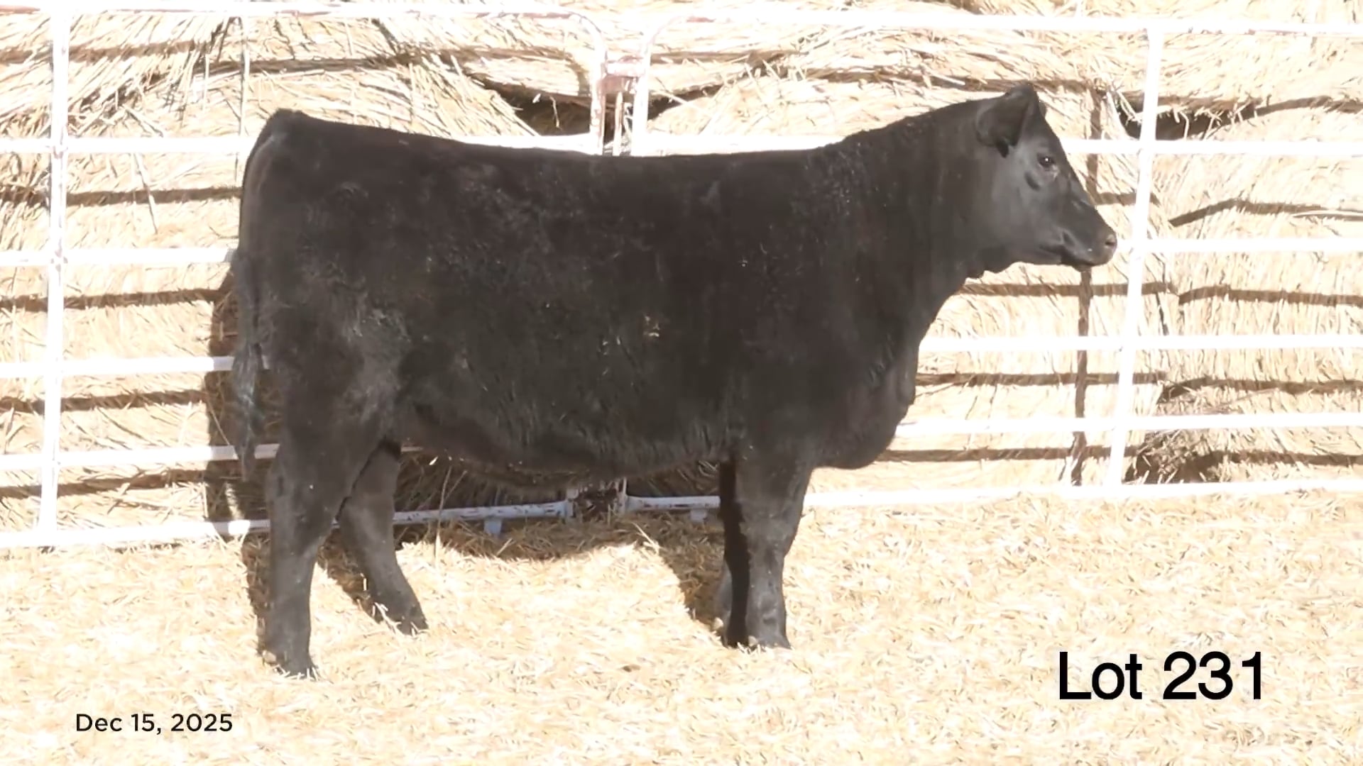 Lot 231 MA Blackbird 555