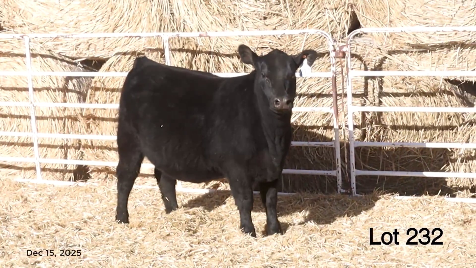 Lot 232 MA Blackbird 5541