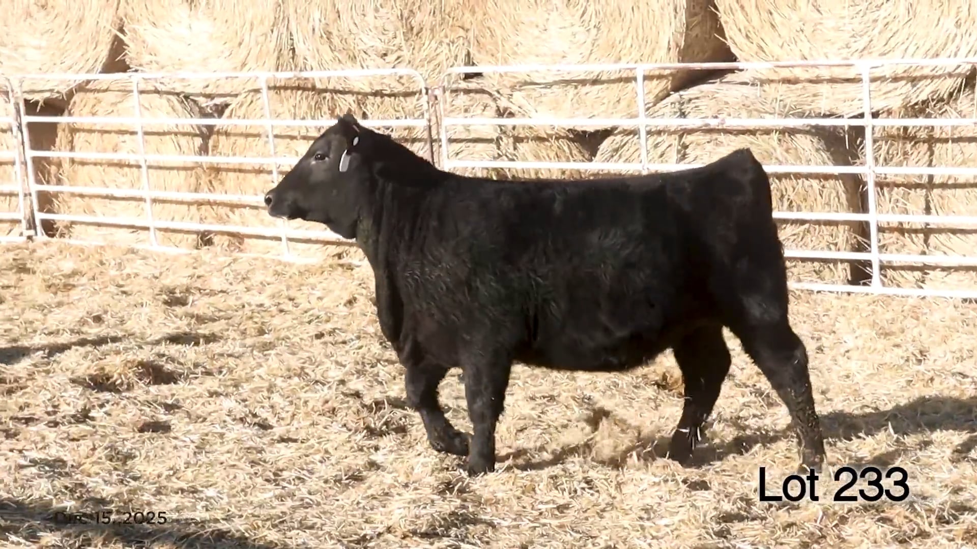 Lot 233 MA Blackbird 579