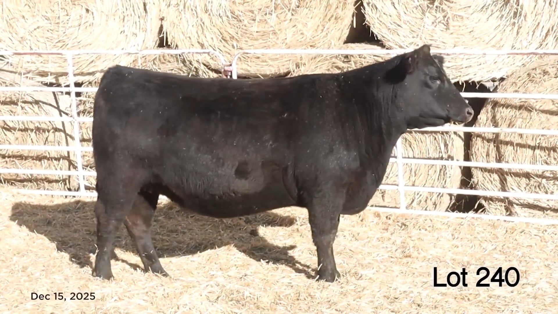 Lot 240 MA Erica 320