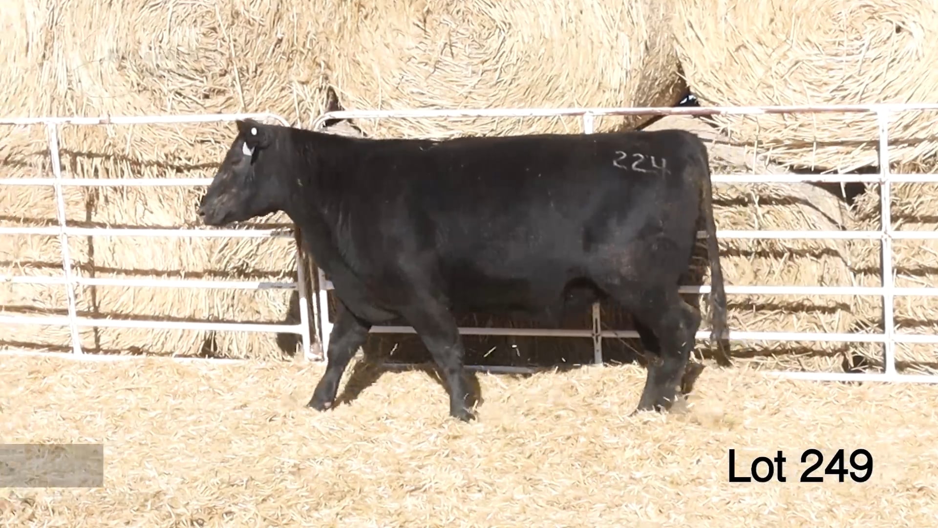 Lot 249 MA Blackbird 224