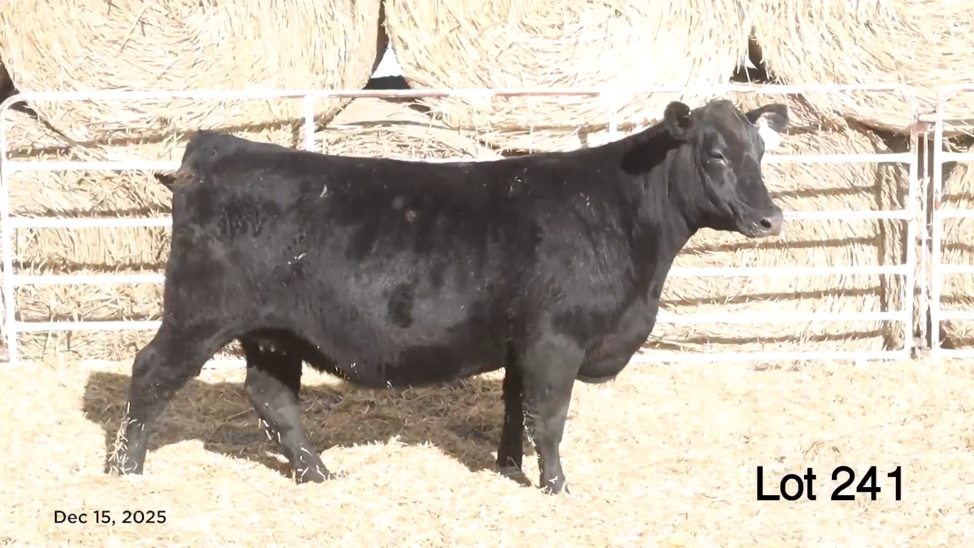 Lot 241 Blackline Azzaria 4161