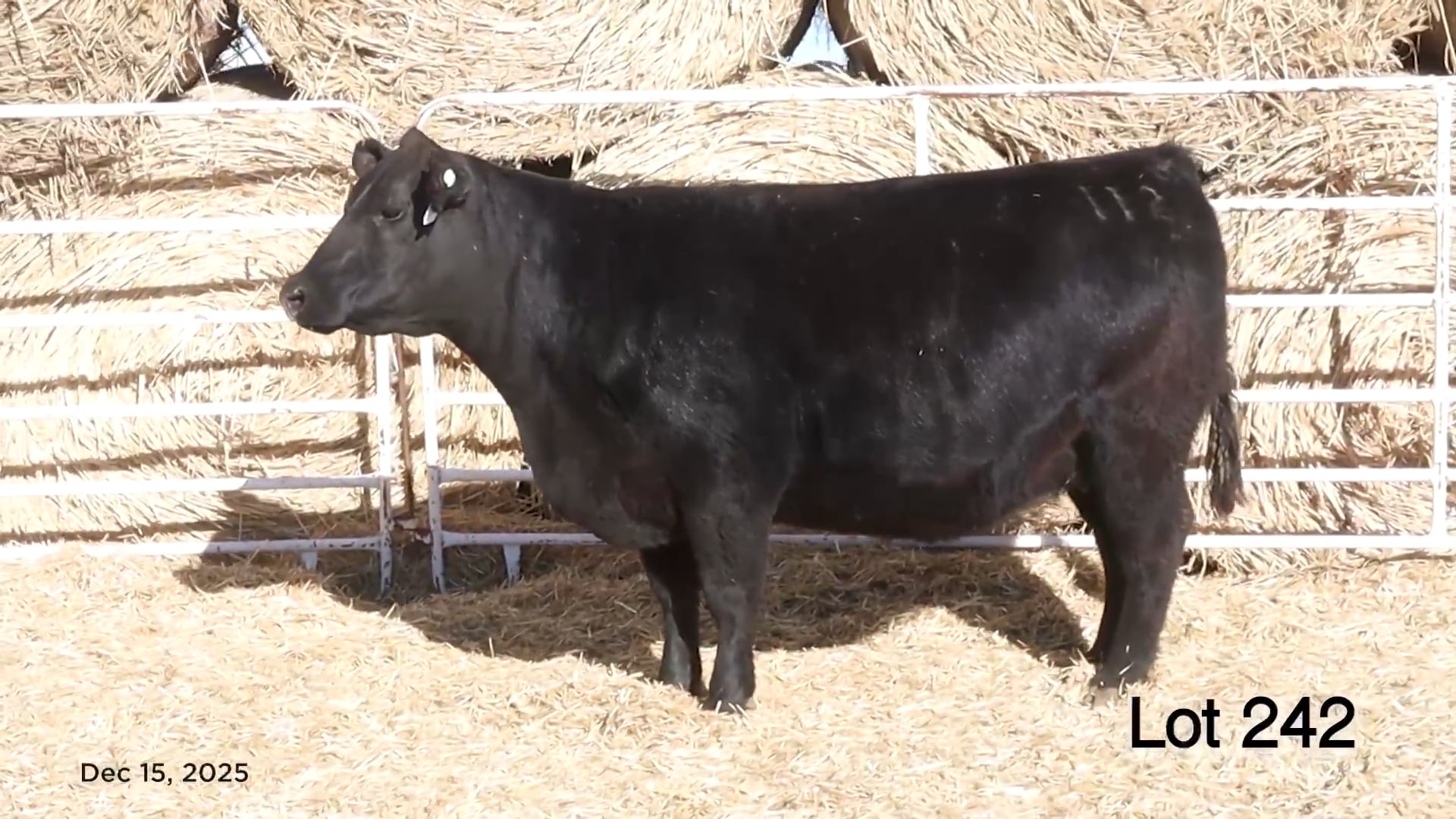 Lot 242 MA Pridella 112