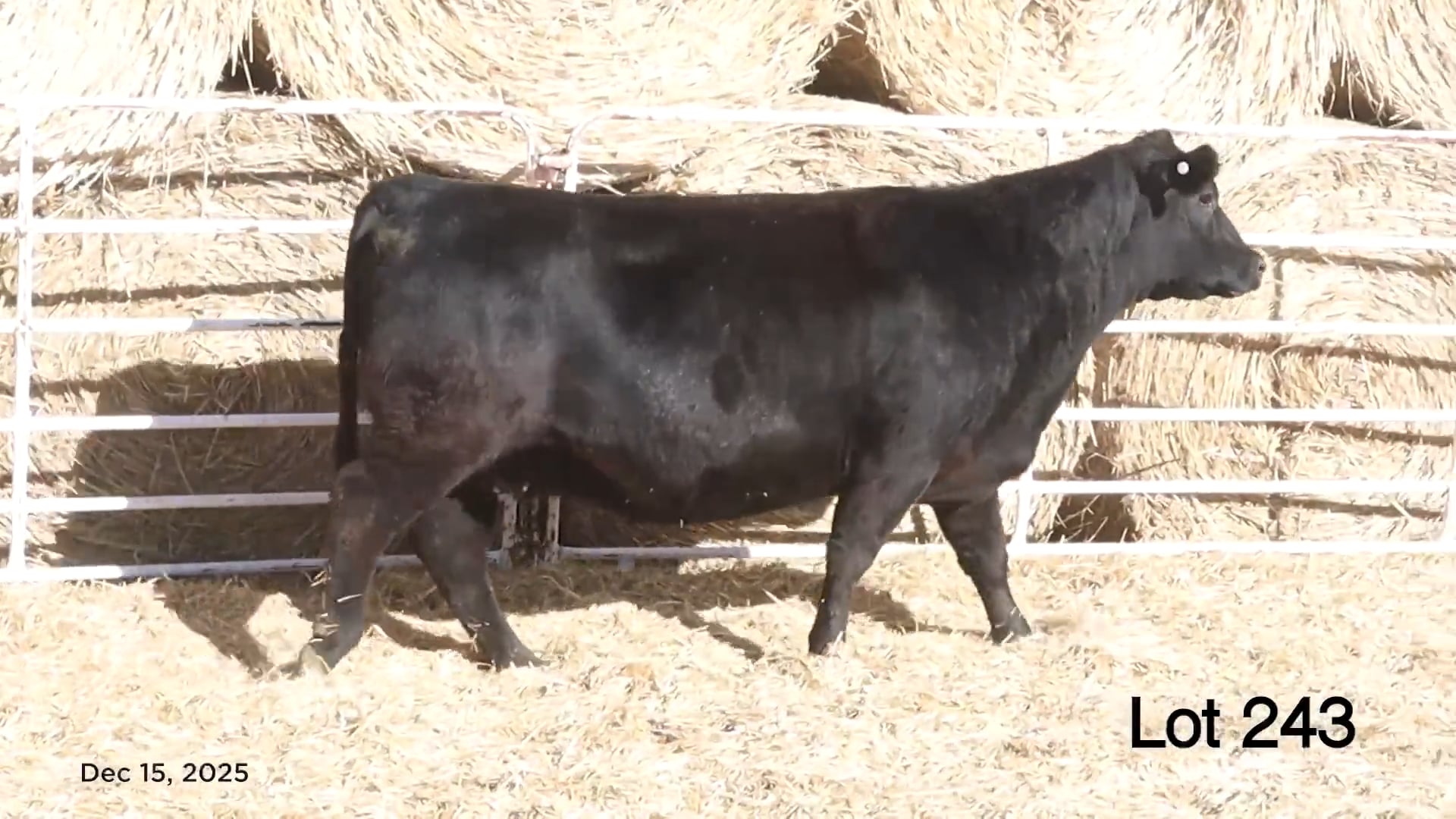 Lot 243 MA Pridella 126