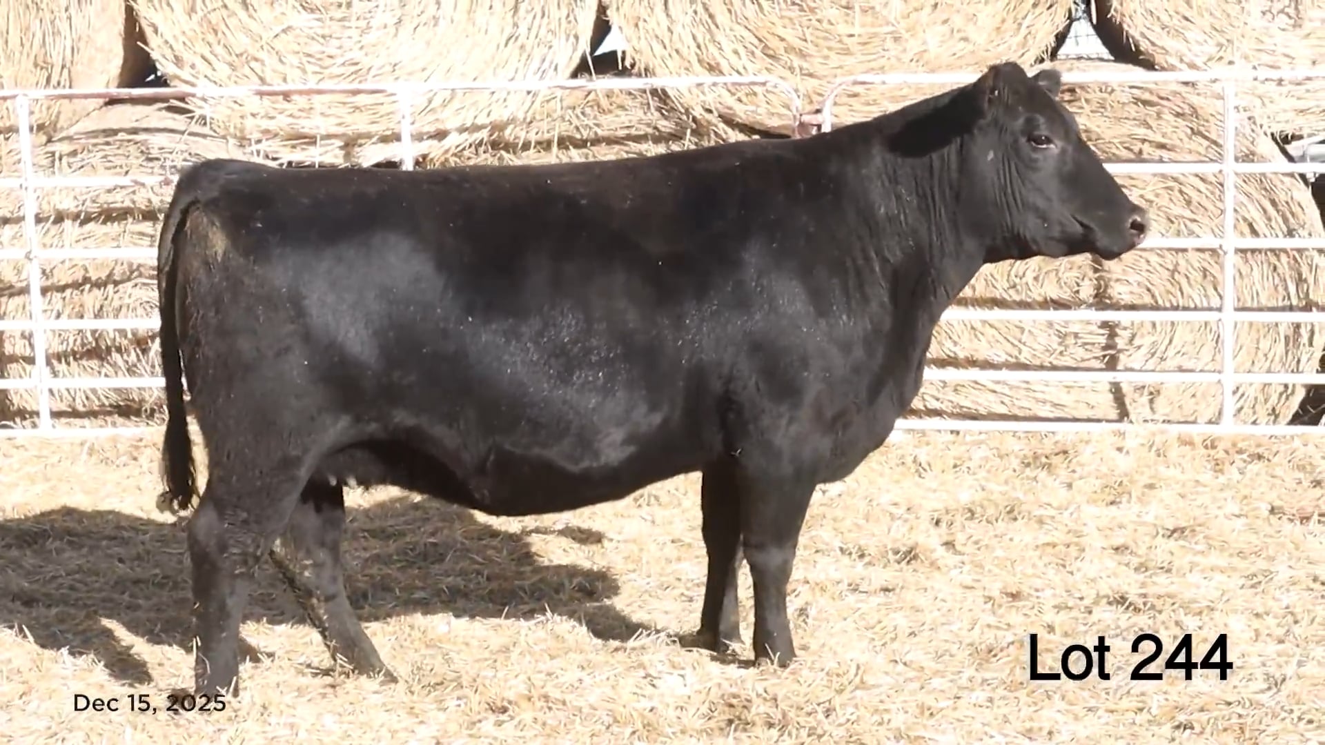 Lot 244 MA Queen Eva 1211