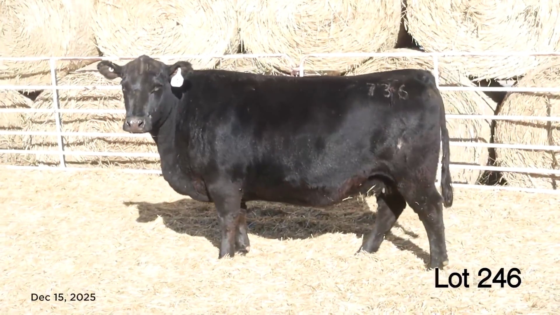 Lot 246 MA Beauty 736