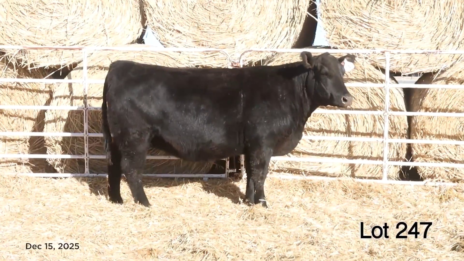 Lot 247 MA Pridella 209