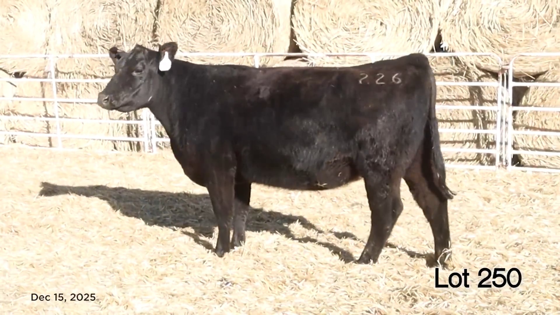 Lot 250 MA Blackbird 226