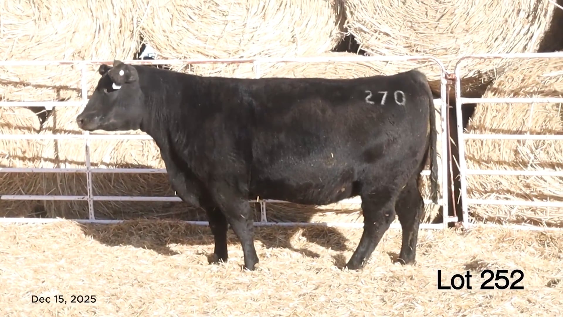 Lot 252 MA Shadoe 270
